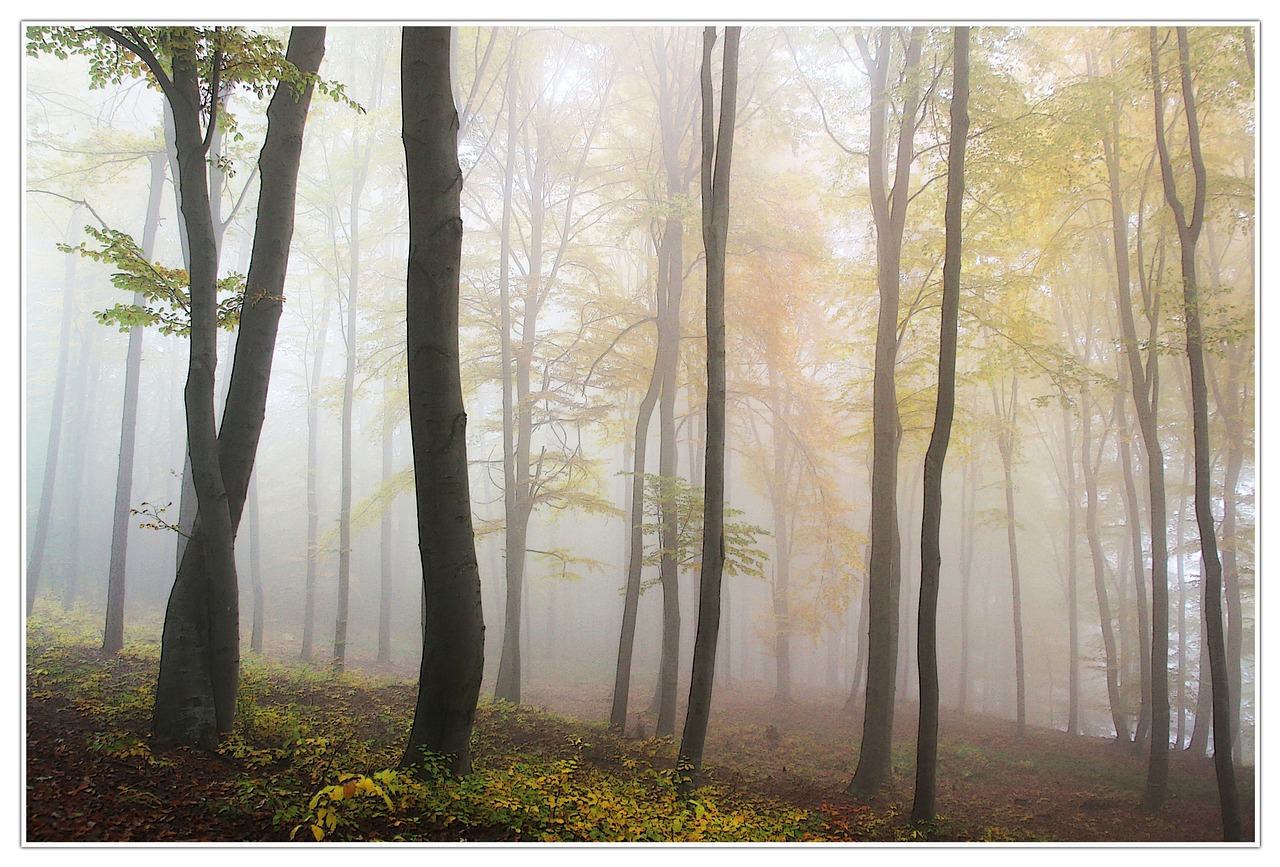 autumn fog forest free photo