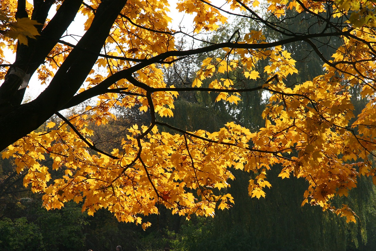 autumn nature tree free photo