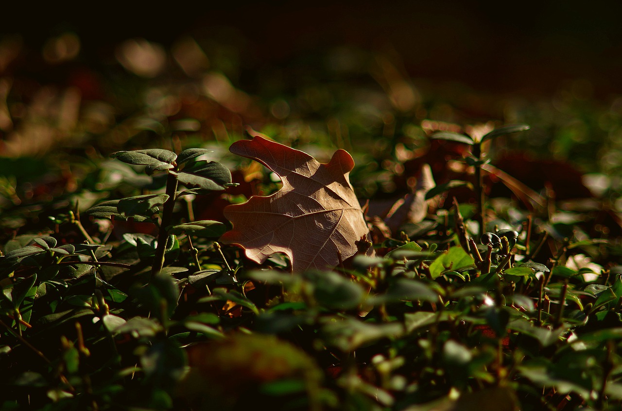 autumn leaves nature free photo