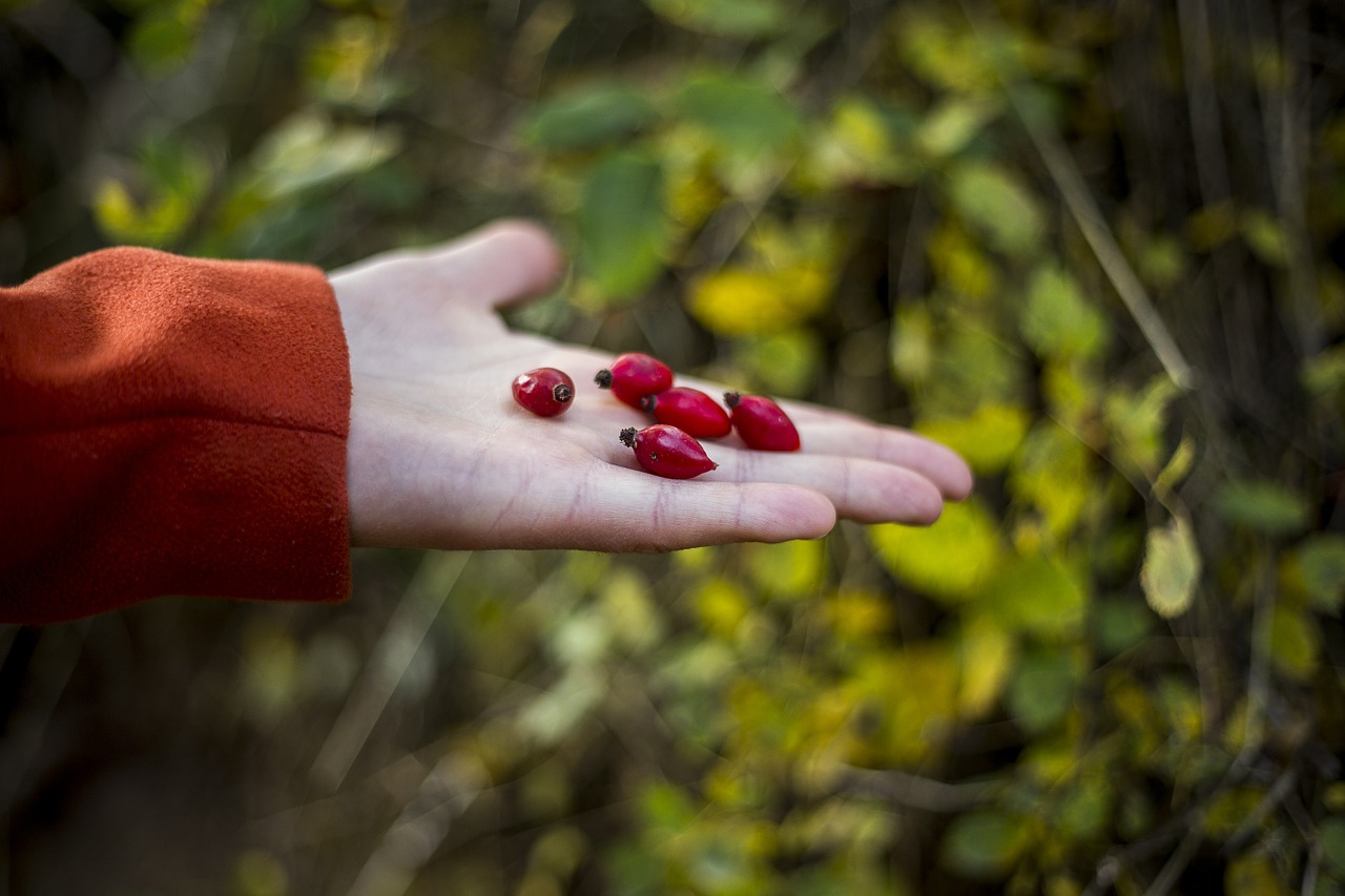 autumn hand fruits free photo