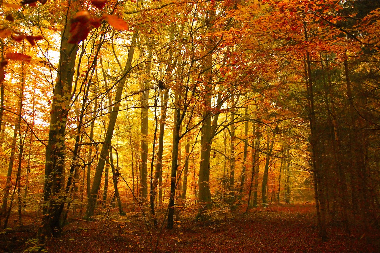 autumn golden trees free photo