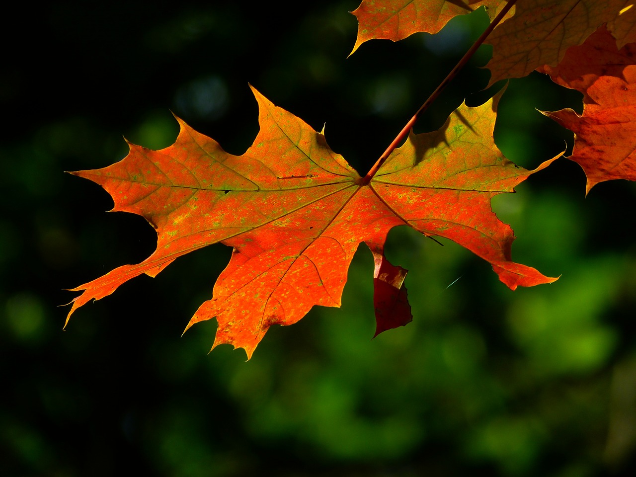 autumn leaf colorful free photo