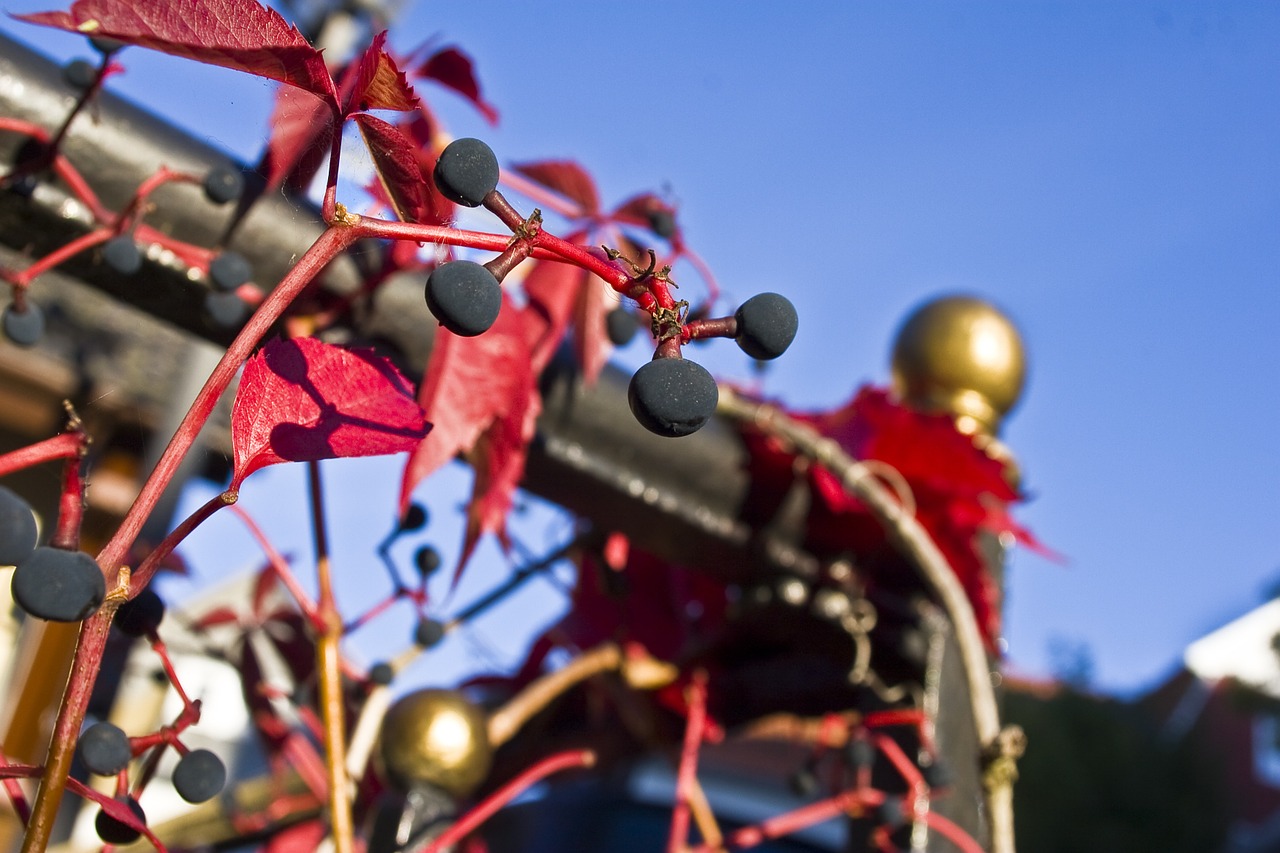 autumn railing wine free photo