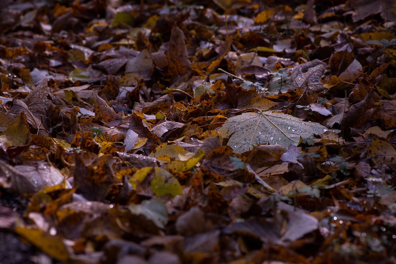 autumn leaves ground free photo