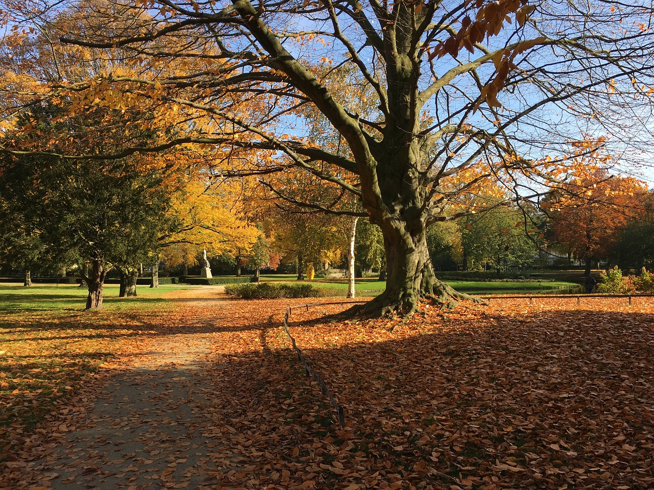 autumn leaves tree free photo