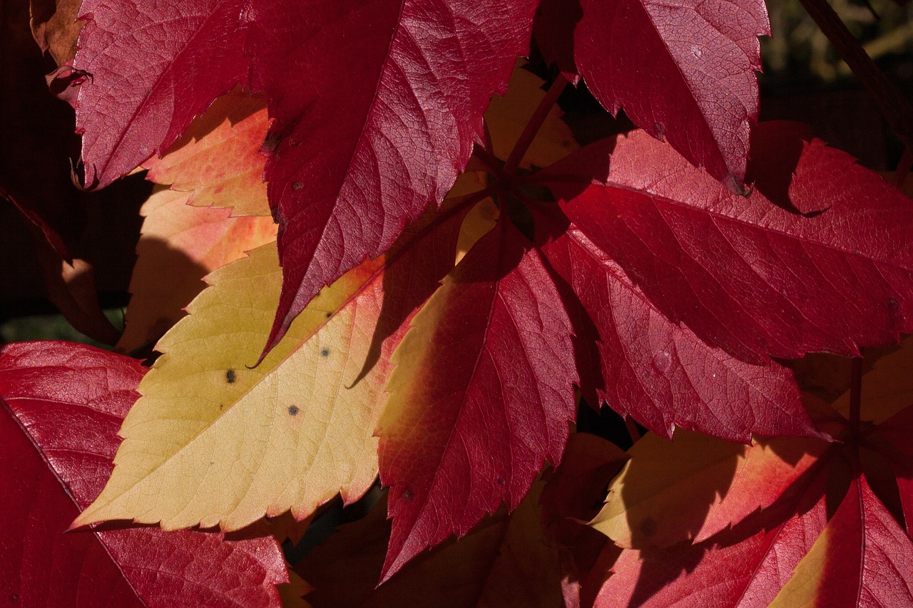 autumn fall foliage golden autumn free photo