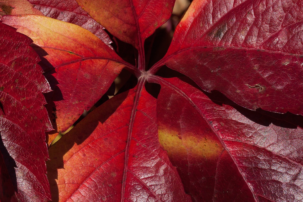 autumn fall foliage golden autumn free photo