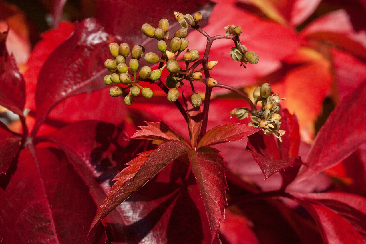 autumn fall foliage golden autumn free photo