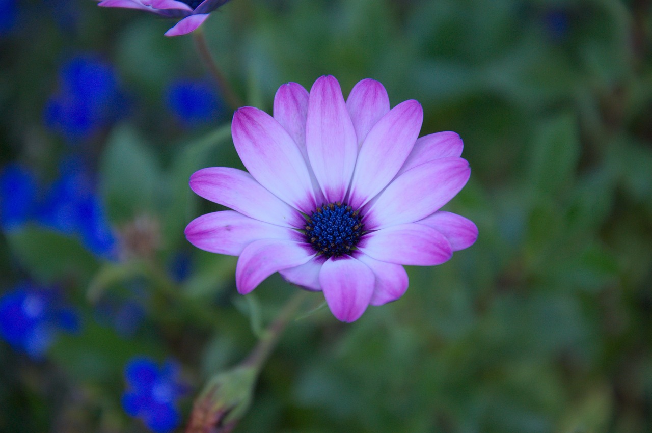 autumn purple blue free photo