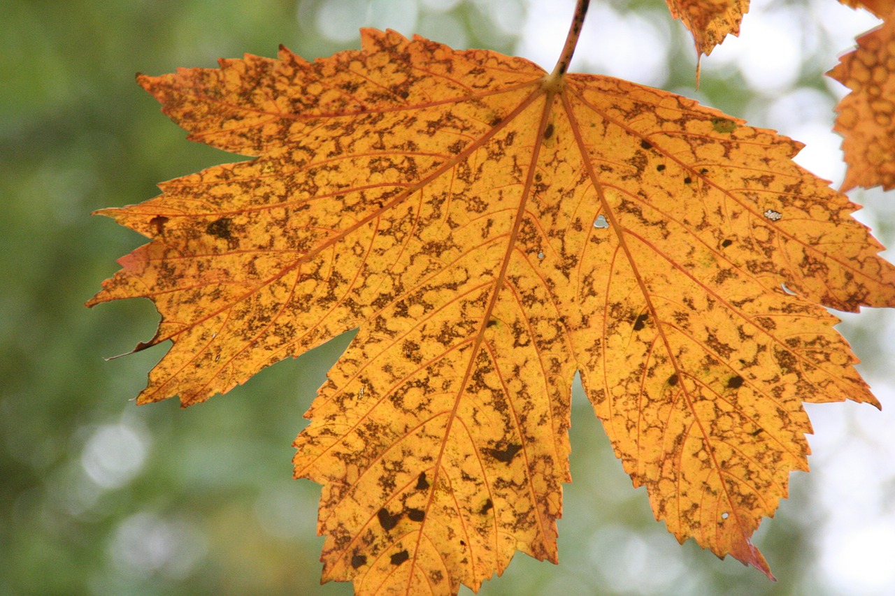 autumn leaves golden autumn free photo