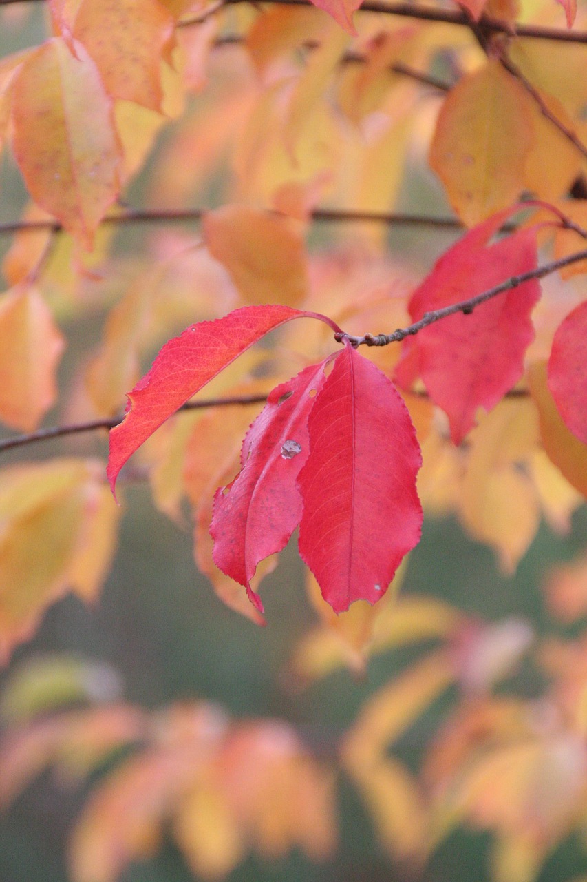 autumn leaves fall foliage free photo