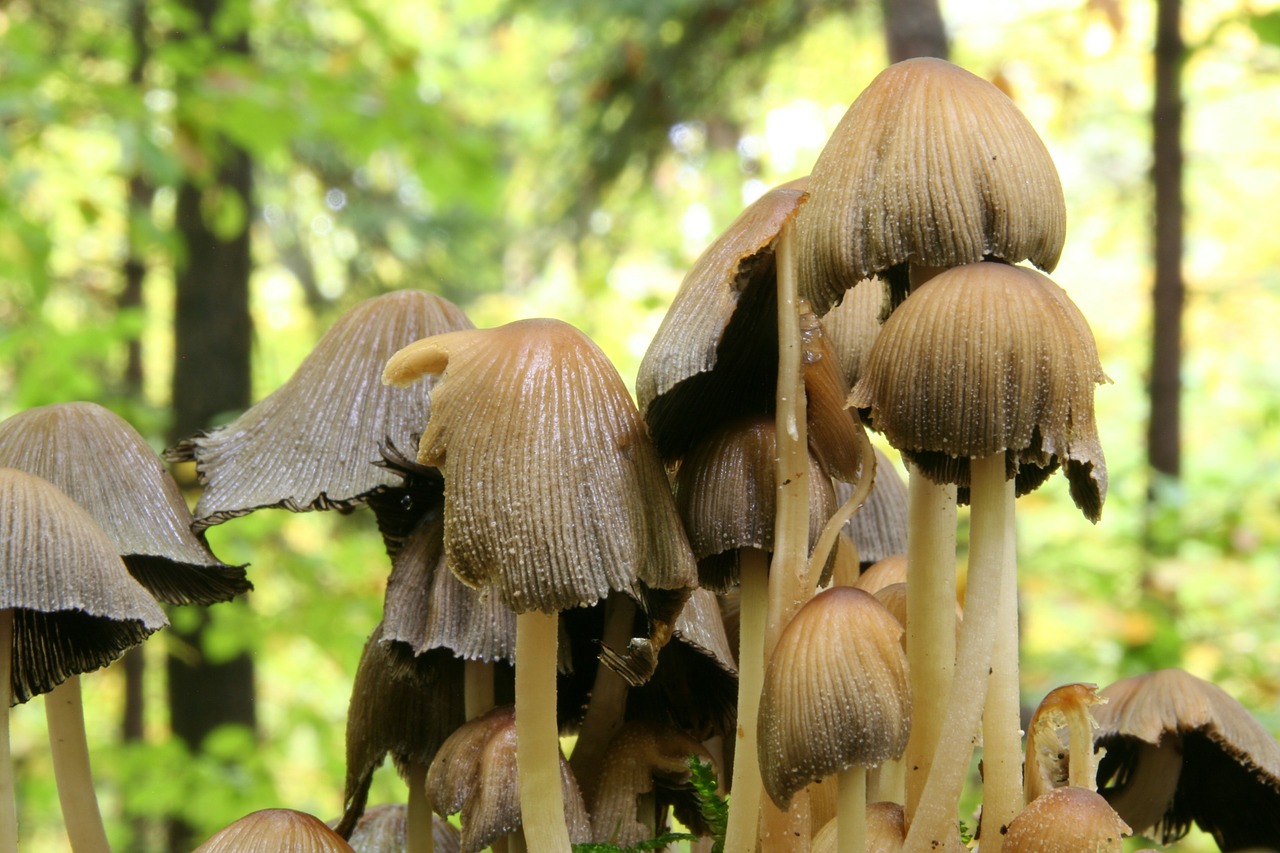 autumn forest mushrooms free photo
