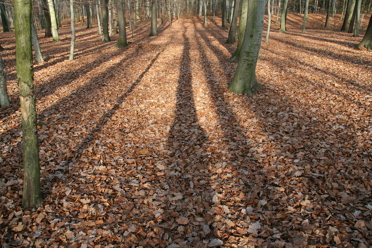 autumn forest light free photo