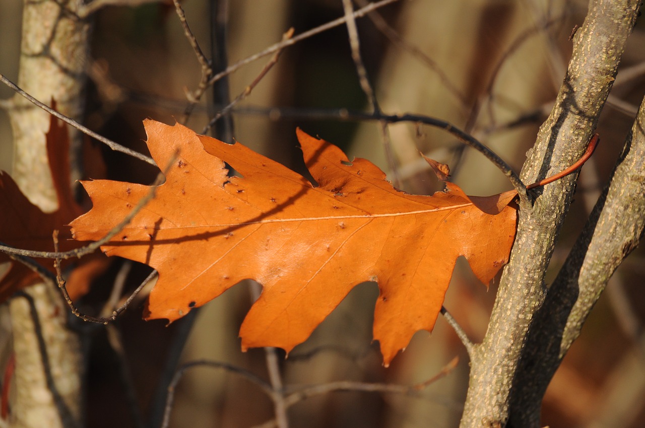 autumn leaves fall foliage free photo