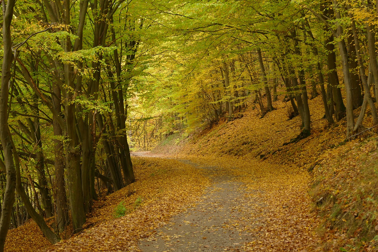 autumn forest path fall leaves free photo