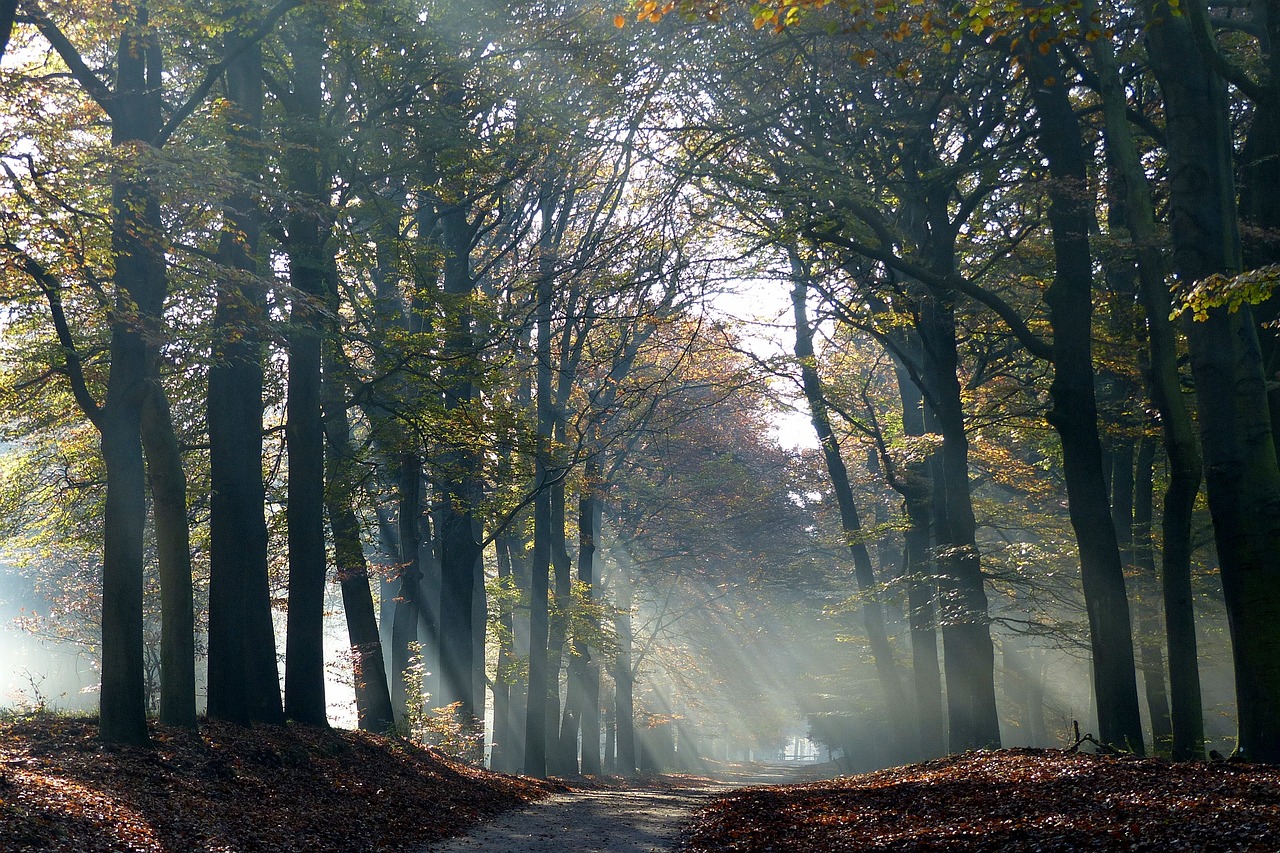 autumn trees veluwe free photo