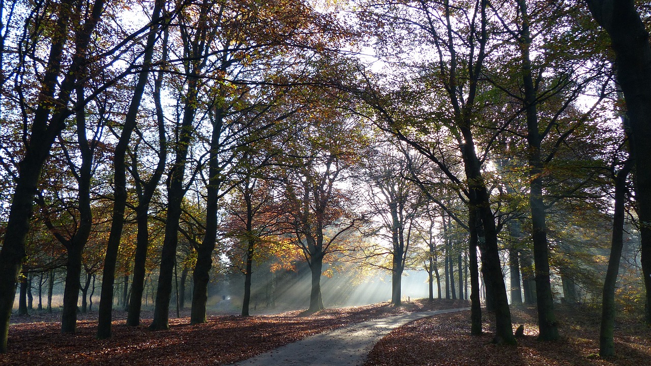 autumn trees veluwe free photo