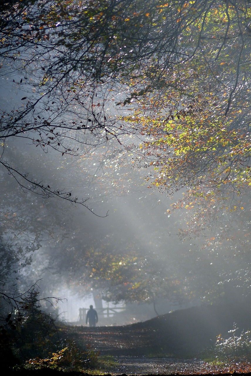 autumn mist veluwe free photo