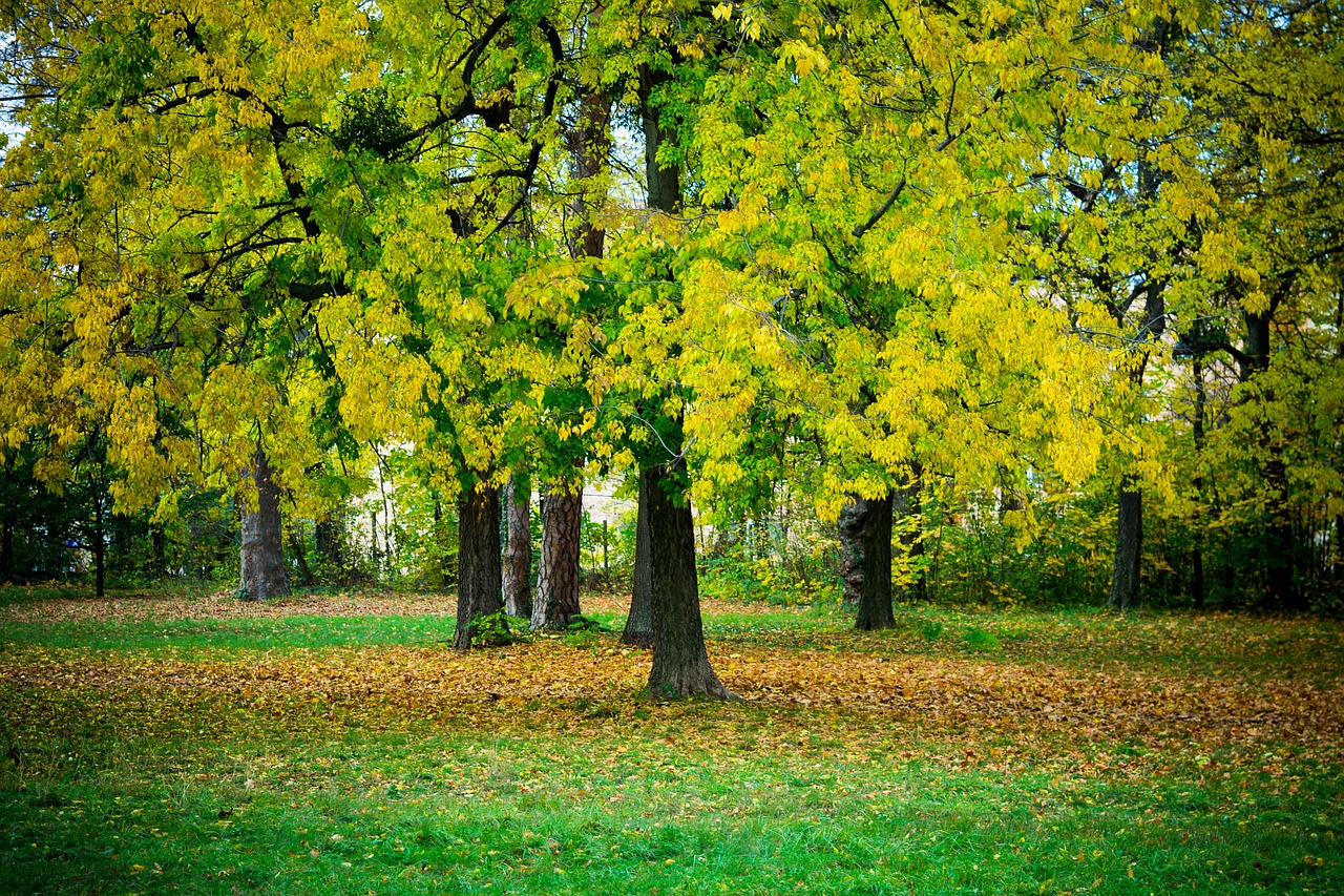 autumn wood foliage free photo