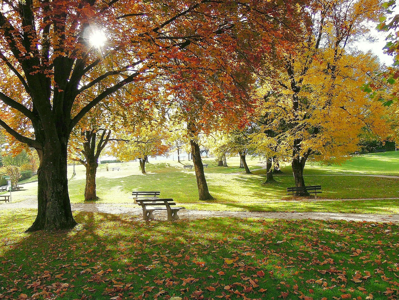 autumn golden autumn trees free photo