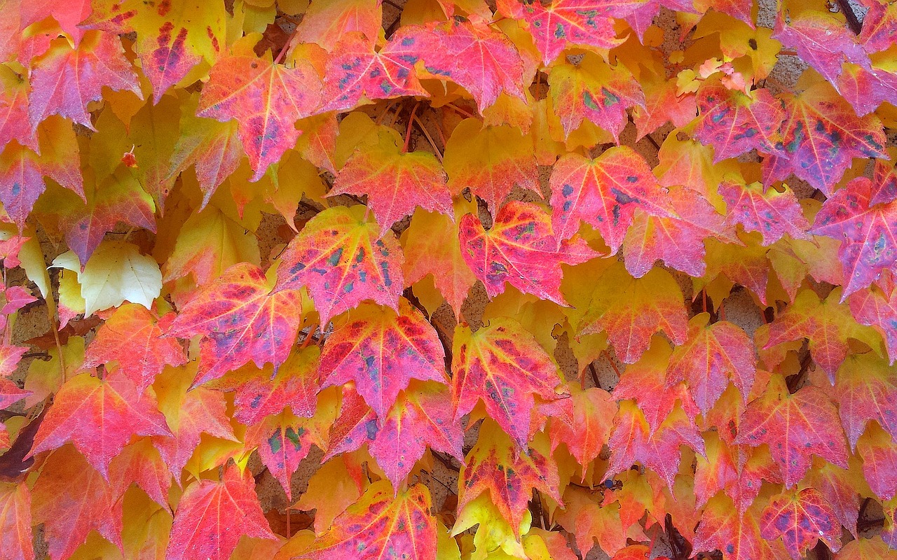 autumn creeper leaves free photo