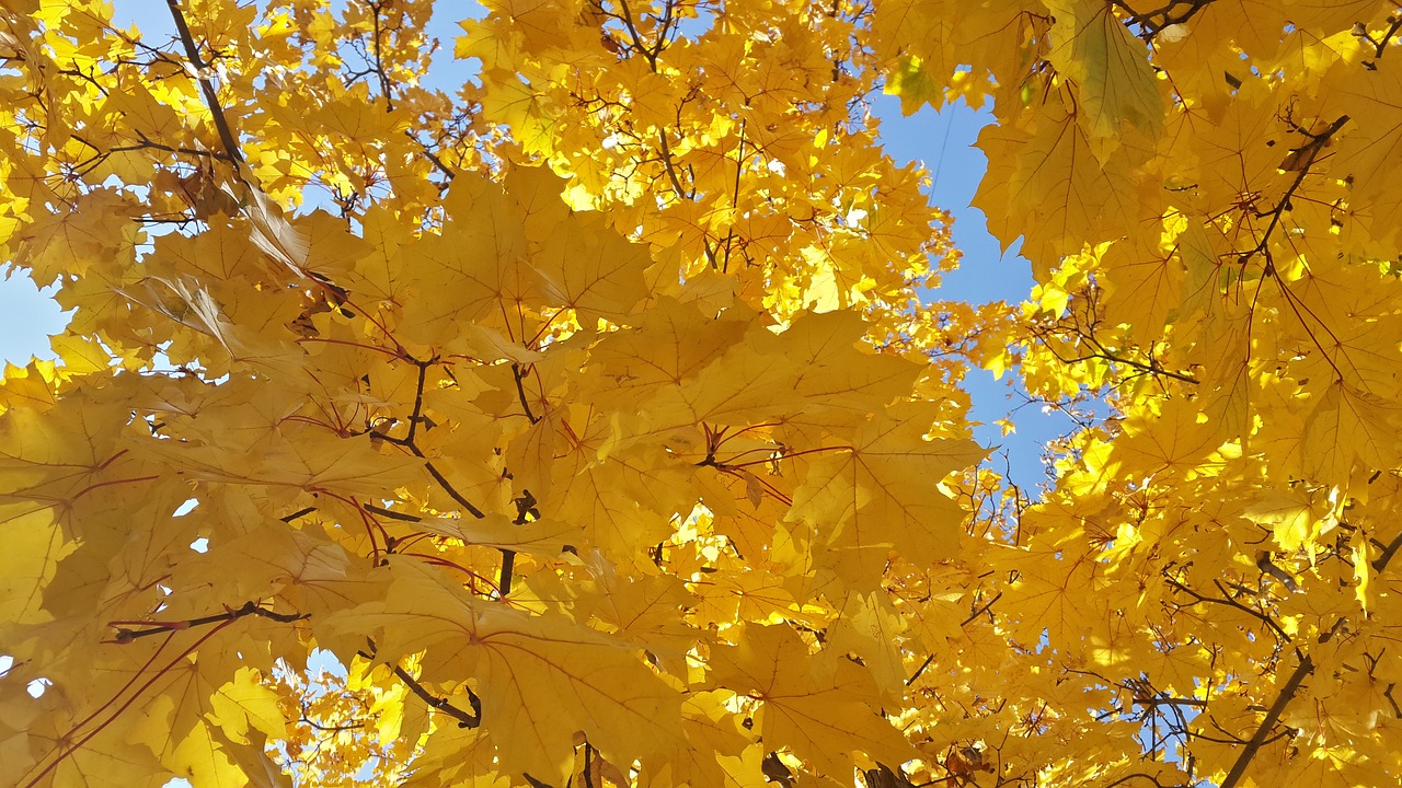 autumn yellow sheet free photo