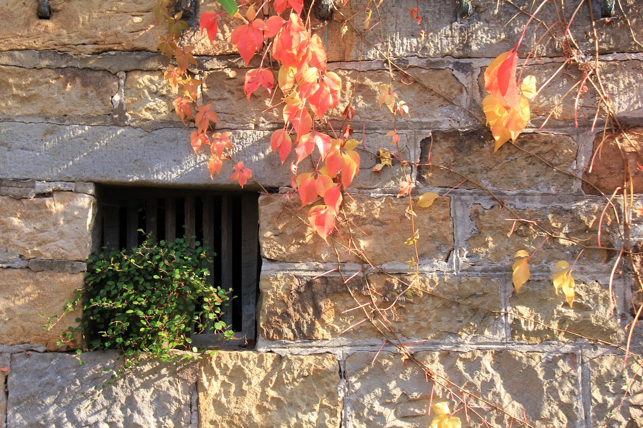 autumn leaves window free photo