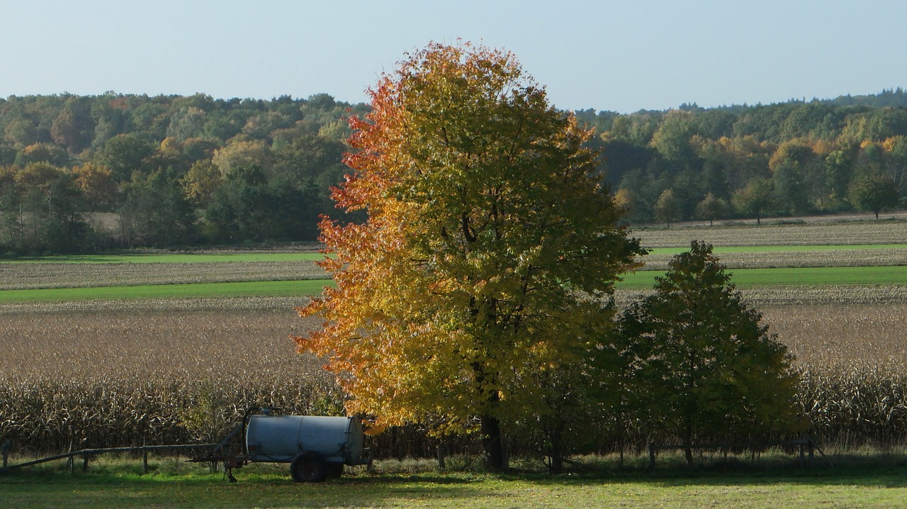 autumn tree golden autumn free photo