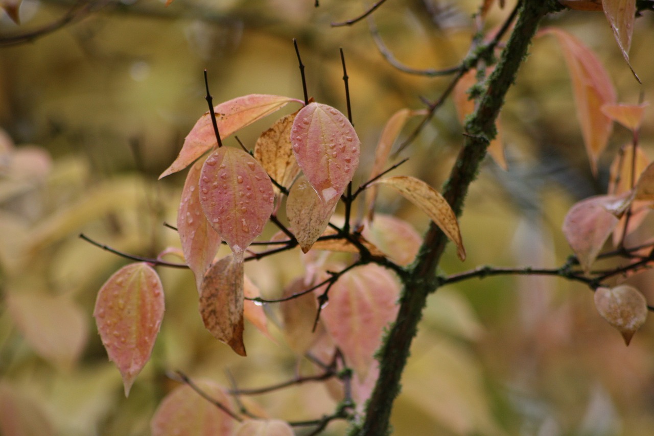 autumn leaves fall foliage free photo