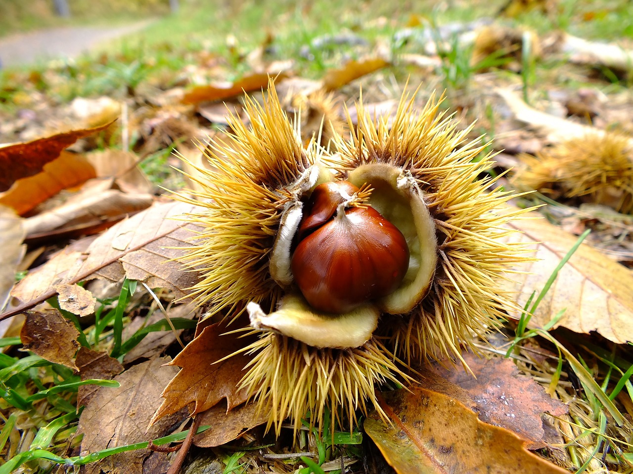autumn chestnut chestnut forest free photo
