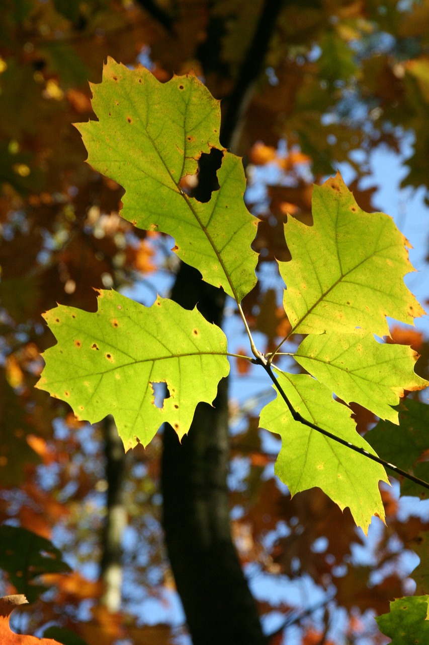 autumn fall foliage golden autumn free photo