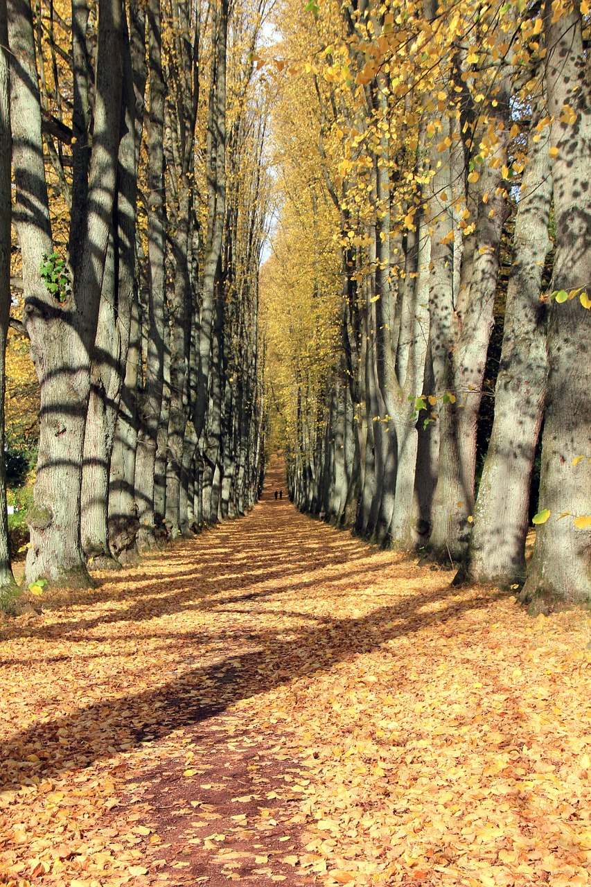 autumn away avenue free photo