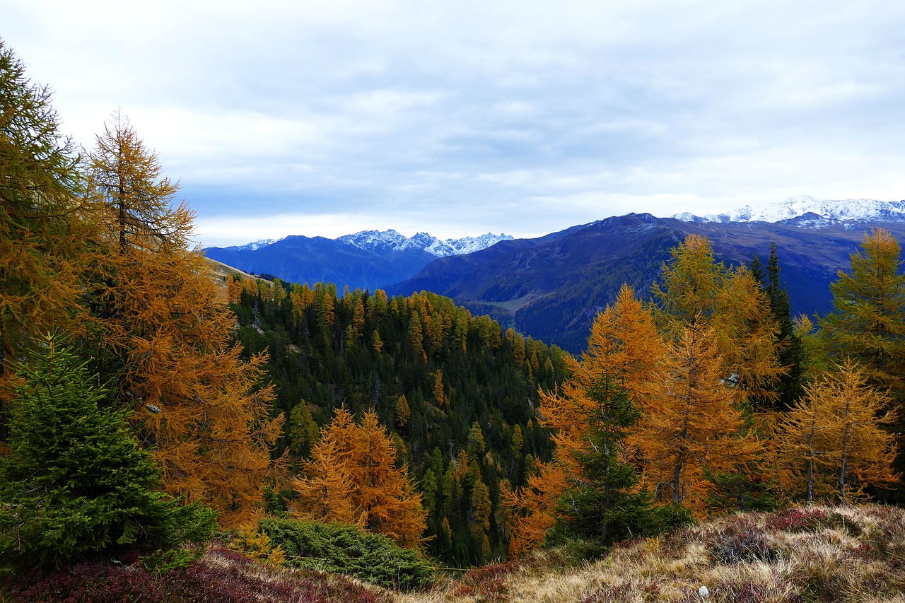 autumn larch davos free photo