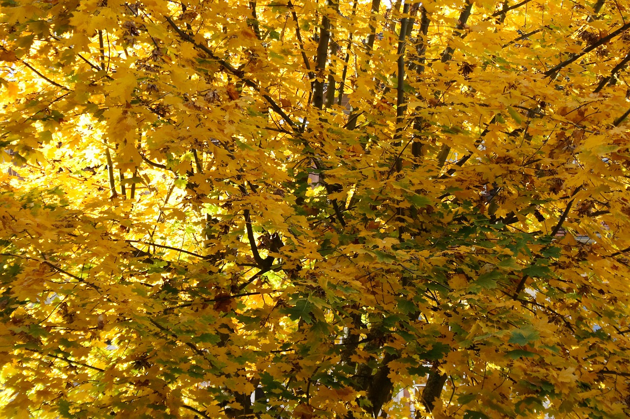 autumn leaves yellow free photo
