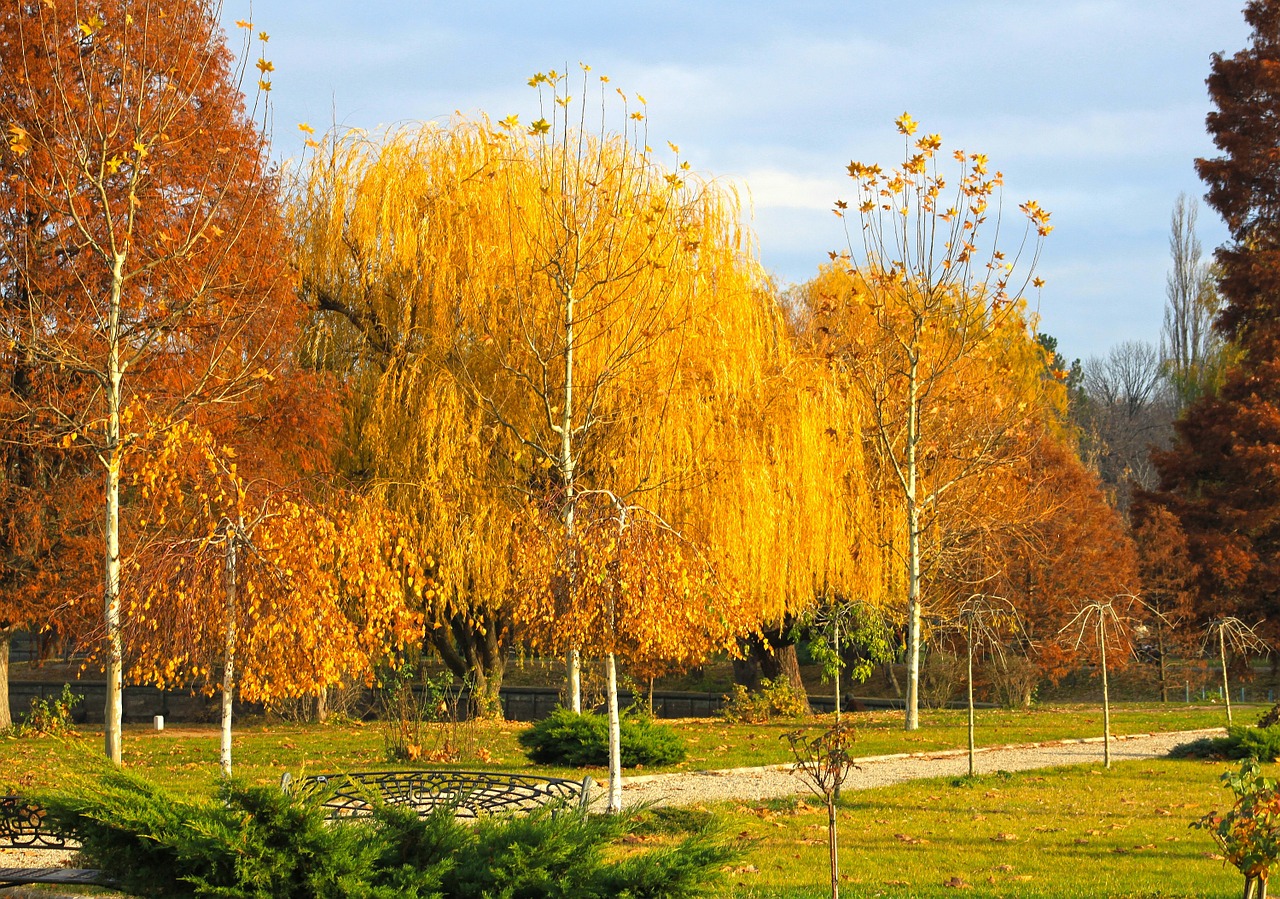 autumn forest trees free photo