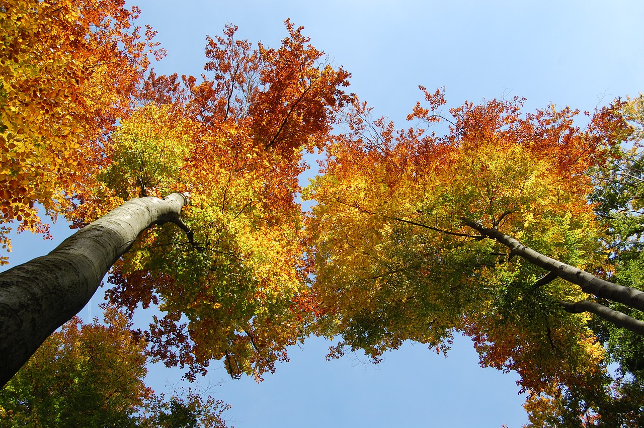 autumn leaves golden autumn free photo