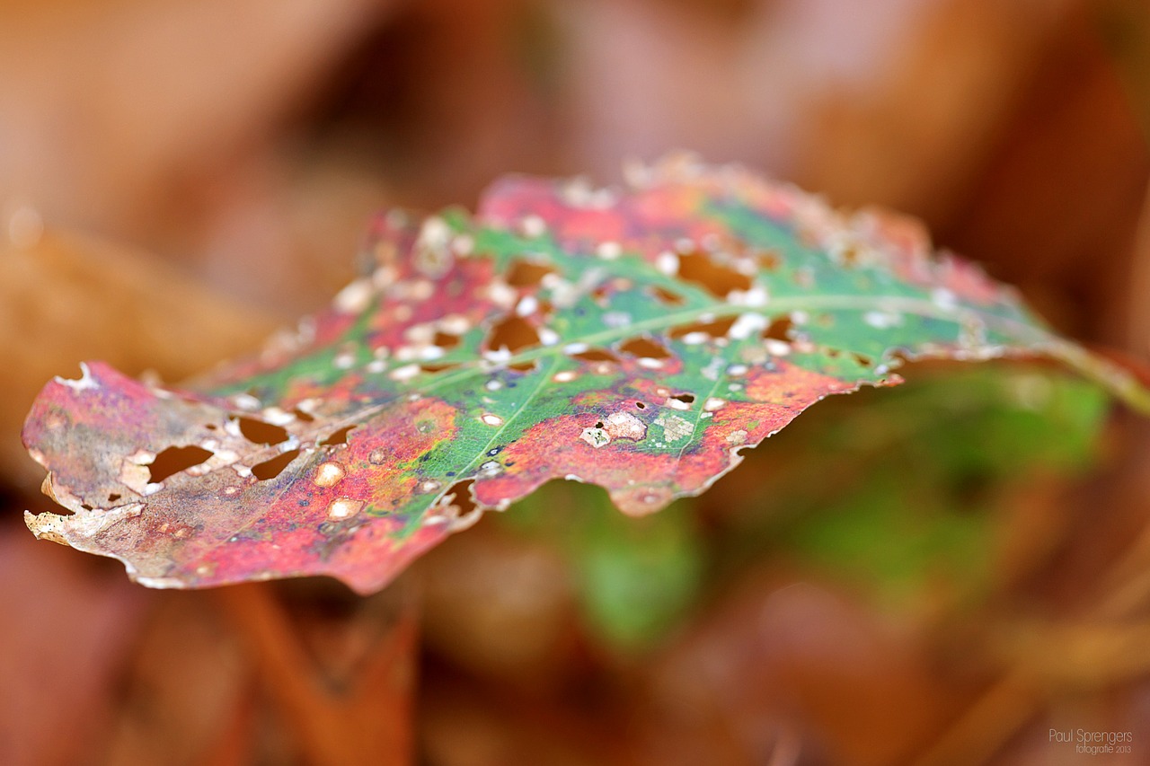 autumn leaves colors free photo