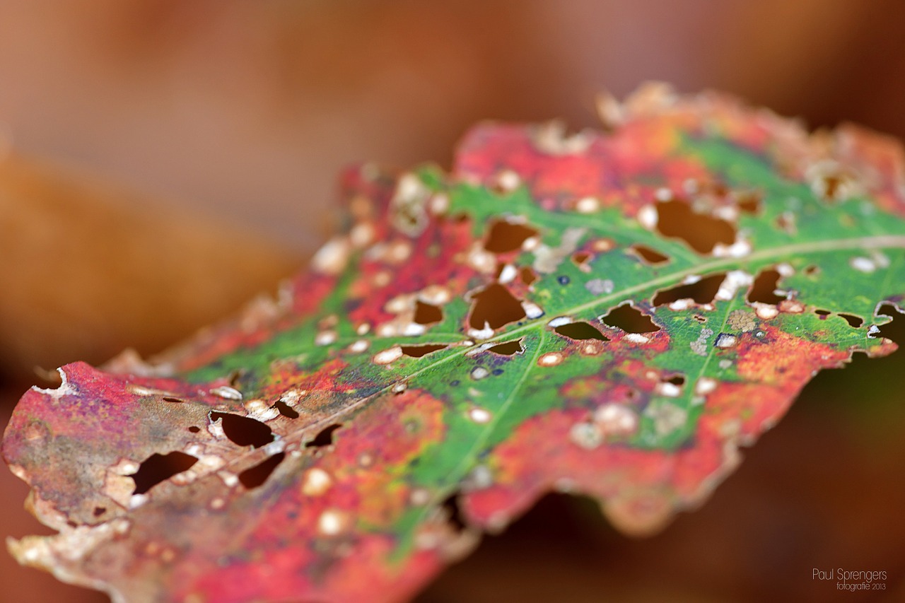 autumn leaves colors free photo