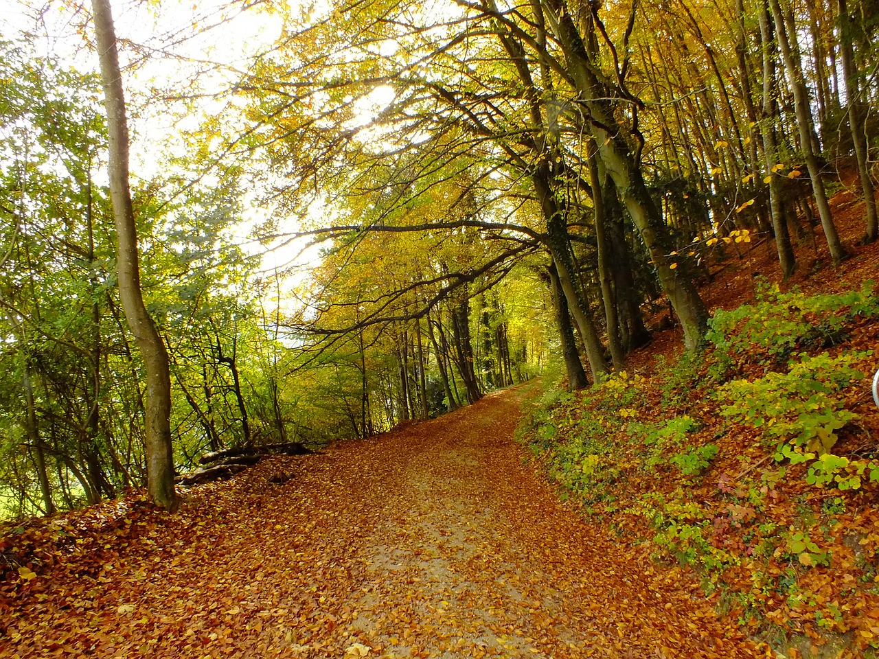 autumn away leaves free photo