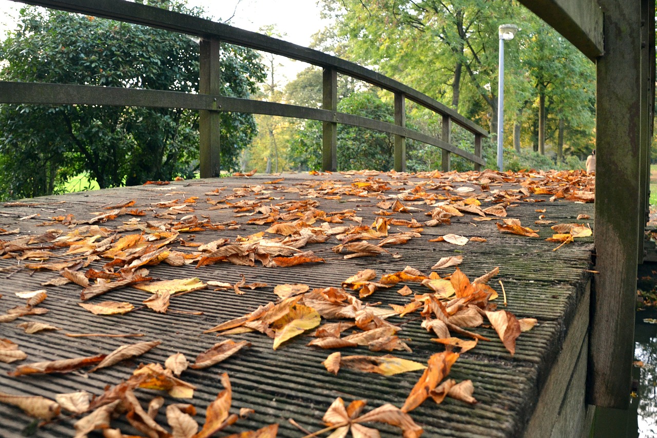 autumn leaves fall foliage free photo