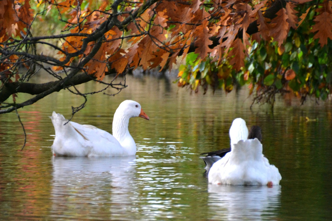autumn geese golden autumn free photo