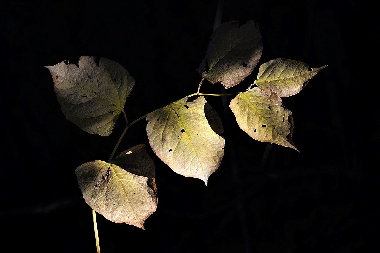 autumn leaves shadow free photo