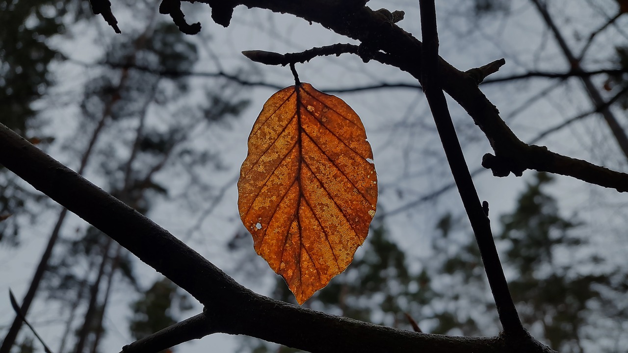 autumn leaf golden autumn free photo