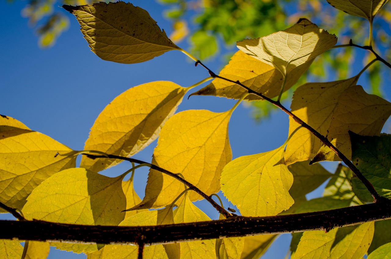 autumn foliage yellow free photo