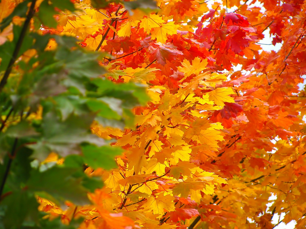 autumn colorful golden autumn free photo