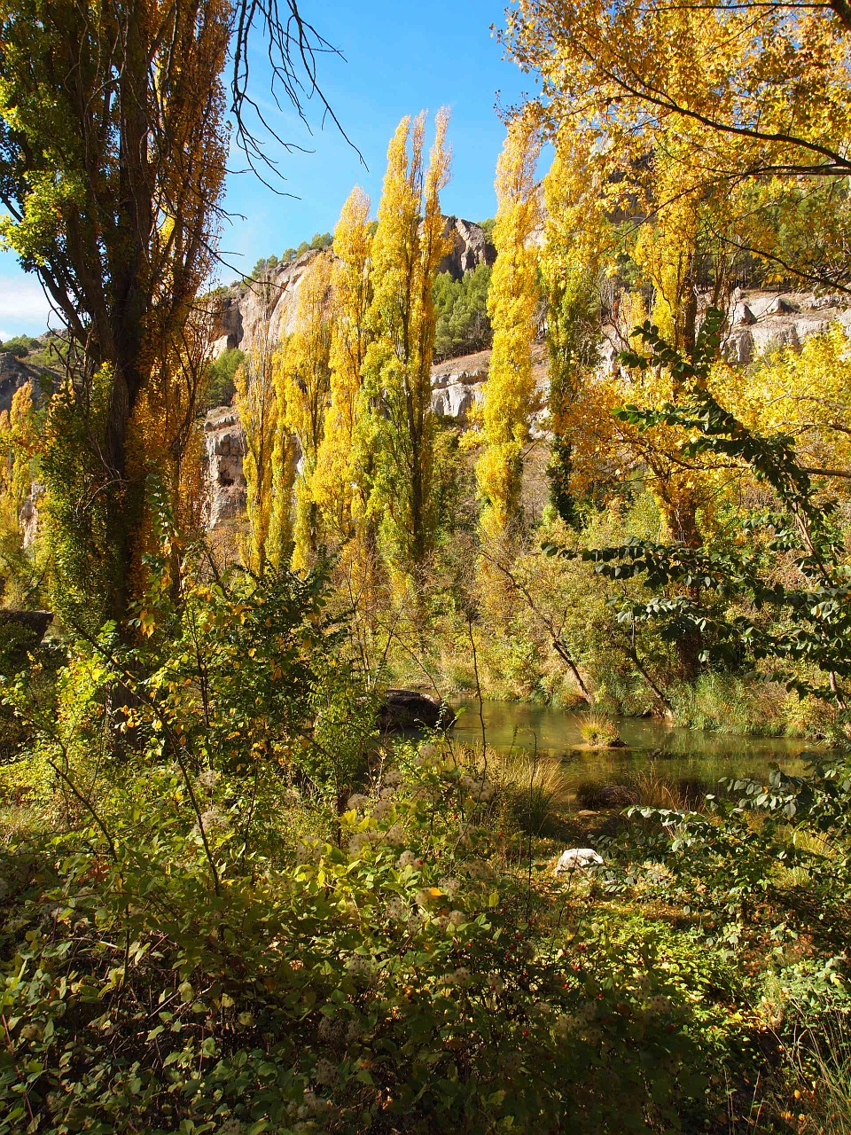 autumn river poplars free photo