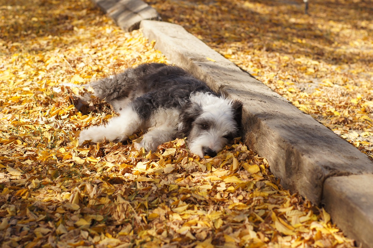 autumn leaves resting free photo