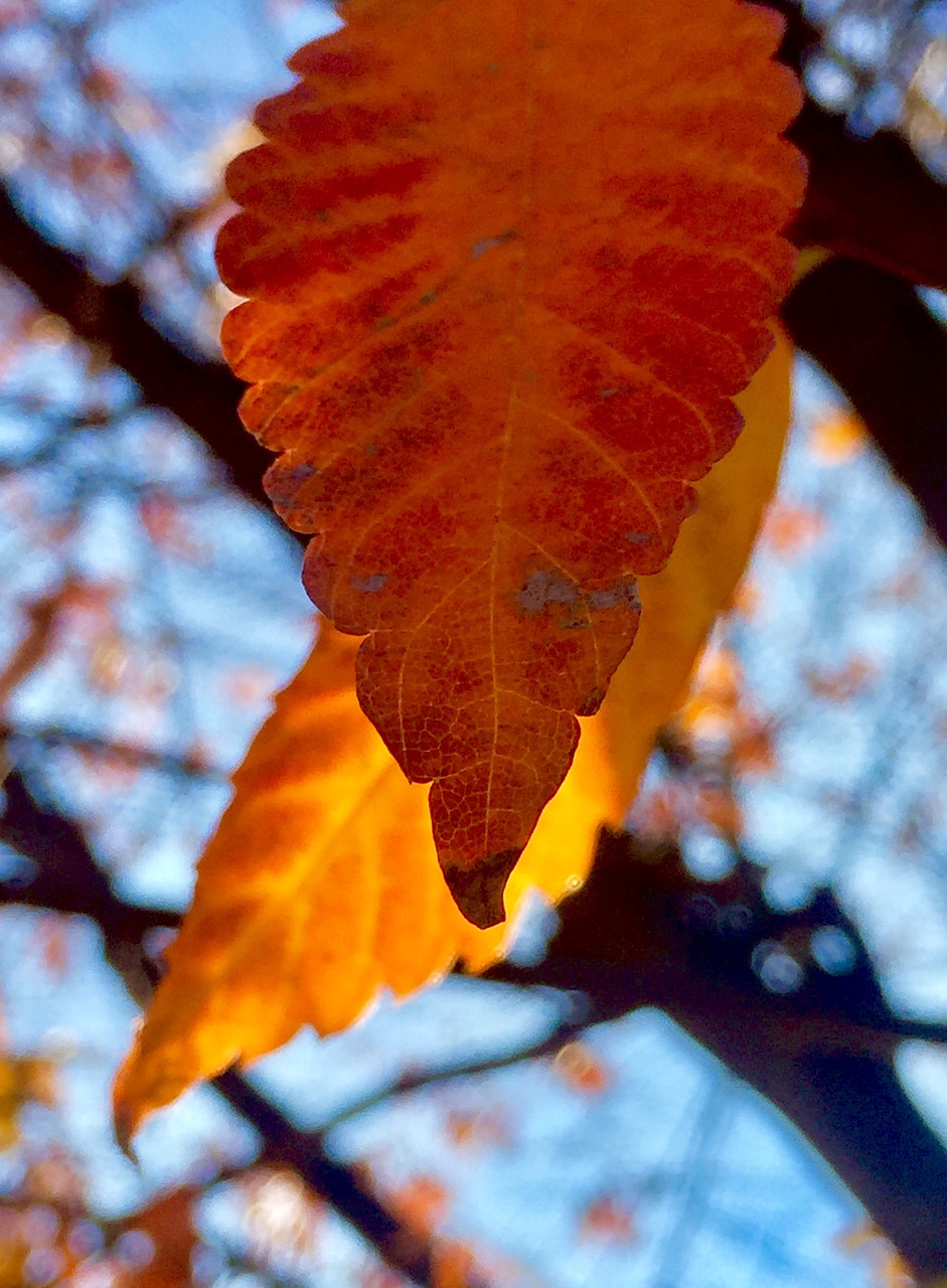 autumn leaves fall free photo