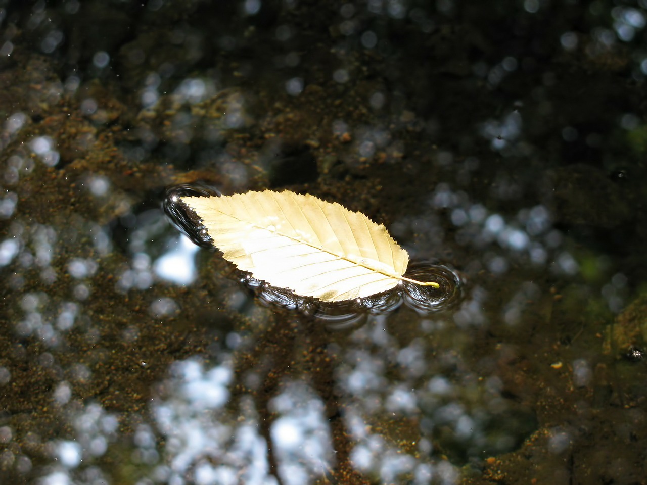 autumn brook leaf free photo