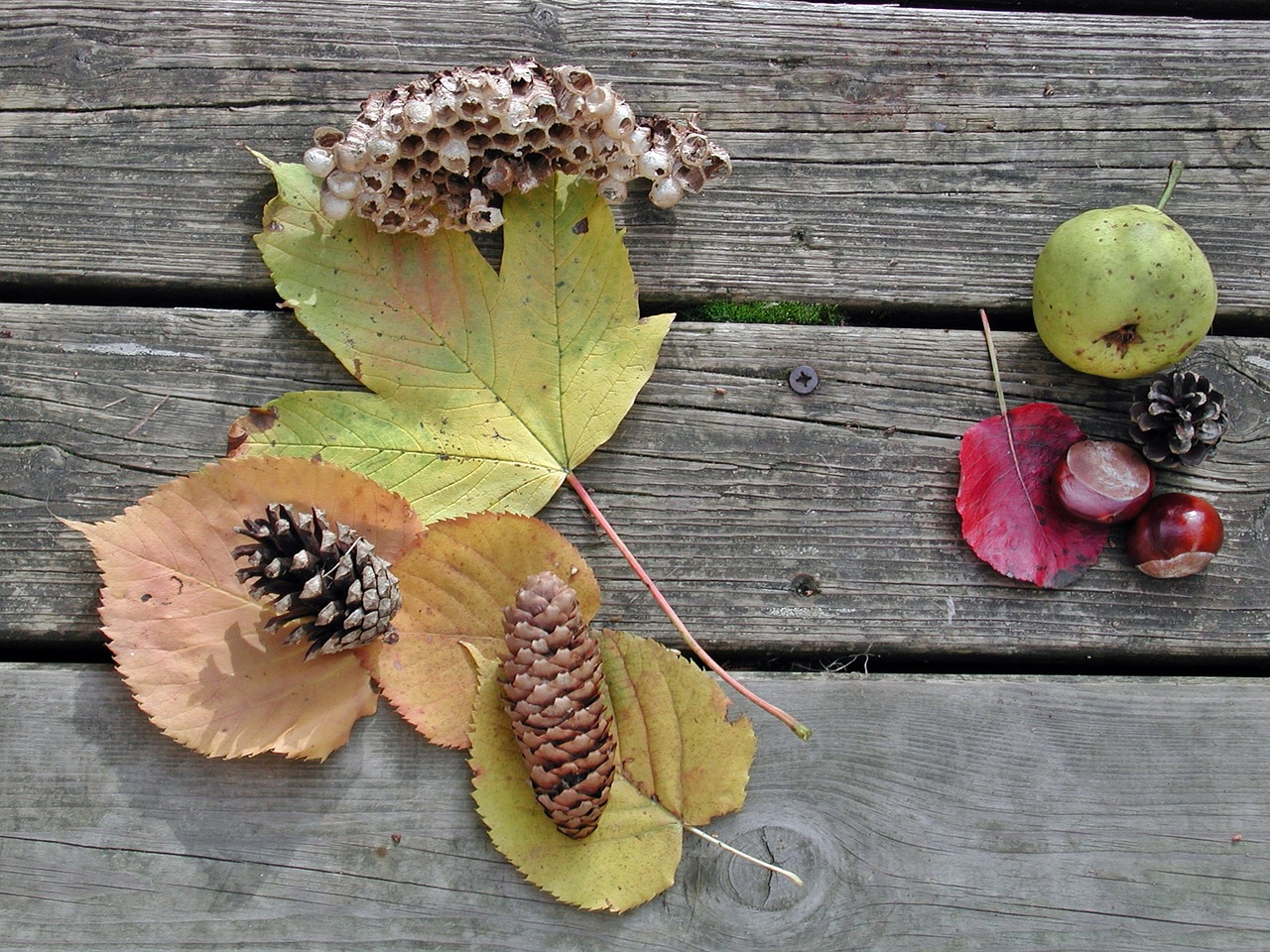 autumn fruits fund free photo